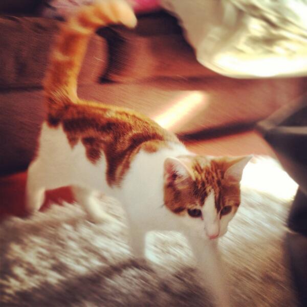 “<a href="/RamboSaysRelax/">Raymond Tait</a>: Cat sitting for <a href="/Tapdharmz/">Dharmz</a> this week. Quite fond of this wee dude ”just saw this :)