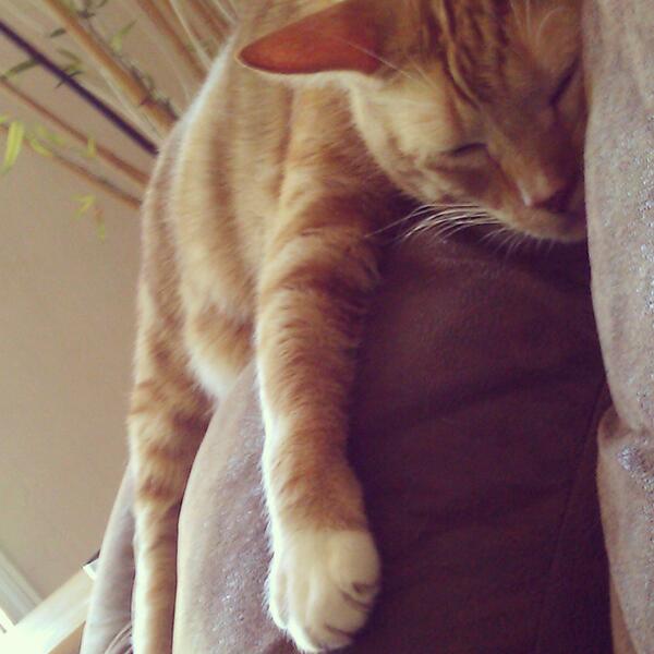 rewsch's tweet photo. @elephantabulous pretty much the same thing... http://t.co/0iPPlyyfkl