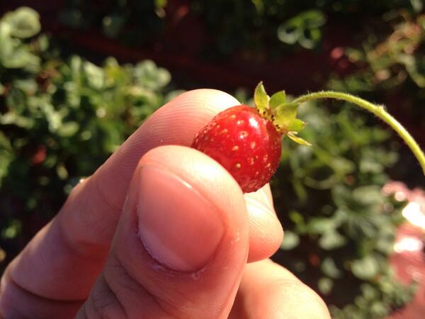 DevineLovin's tweet image. “@garysnowpatrol: Giant hand or tiny strawberry? You decide. #longmeadowranch http://t.co/1XeYcR5gGq” 😉🍓
