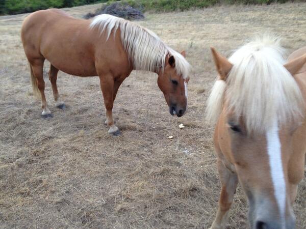 DArcyJackie's tweet image. “@garysnowpatrol: DavidCoverdale and VinceNeil. Horses I named yesterday.#longmeadowranch http://t.co/lxAc87xBy3” Two (cute) Tired Ponies :)