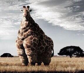 GeorgeGiraffe4's tweet photo. This is what Larry gets for eating all the damn leaves on the block #smh http://t.co/4GWPNwZbuH