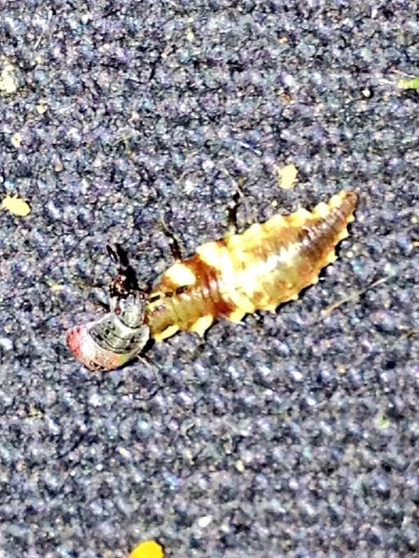 Lacewing larvae feeding on a stink bug nymph