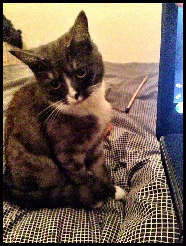 LuathPress's tweet image. Cat, disgusted by choice to proof book rather than play. Look at that disapproving face #publishingproblems