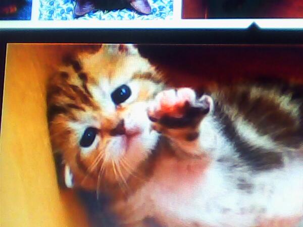 bieberchatluv's tweet photo. Lend a hand harry styles and this kitty are meant to be lol ily harry @Harry_Styles http://t.co/cPzEppuVjB