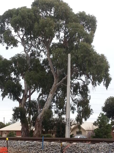 SaveAdelTrees's tweet photo. #picoftheday @JayWeatherill  if this was pruned not chopped it would still be good for local amenity and be safe :-) http://t.co/kJpx2YKc5J