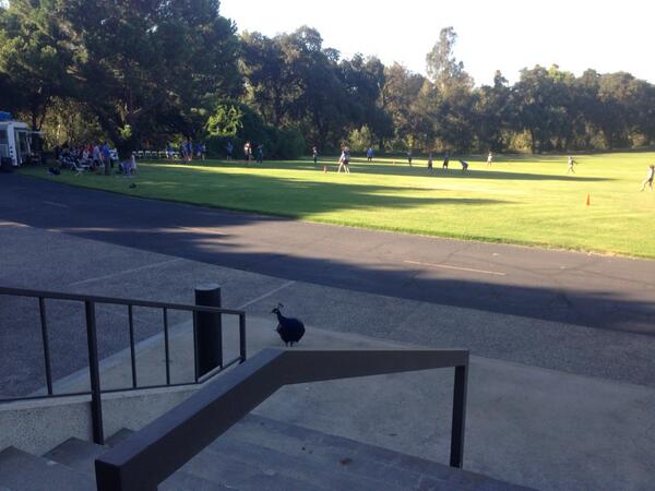 karenmizell's tweet image. Kickball on the Admin lawn, complete with peacocks of course!  #GoAdmin #spiritweek #popularpeeps