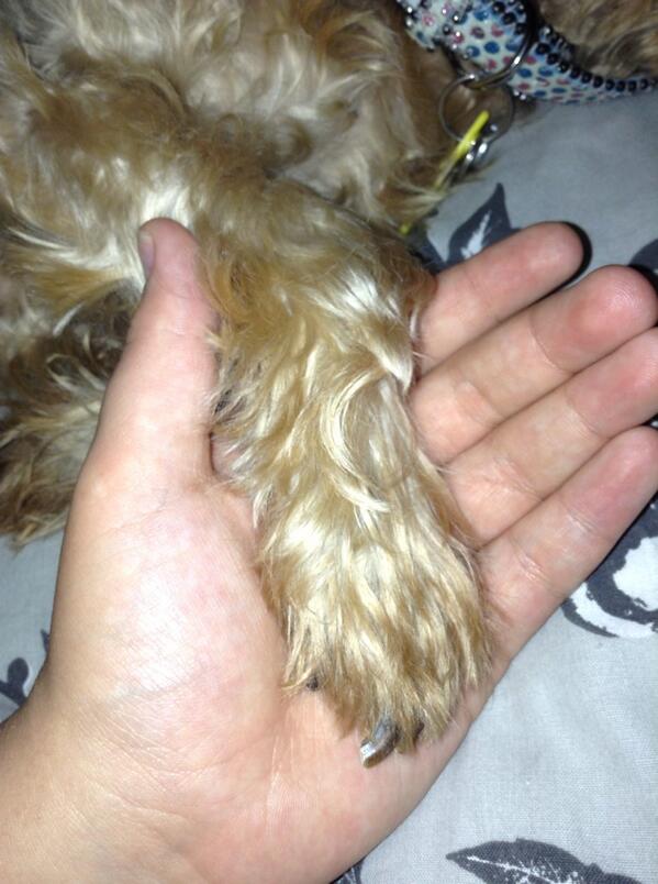 peach_lucy's tweet photo. Me and coco xox http://t.co/ZJFs6SLn3d