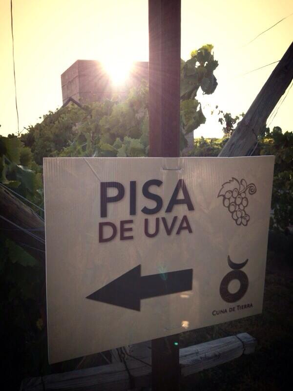 Pisa de Uva .., a celebrar la cosecha 2013!