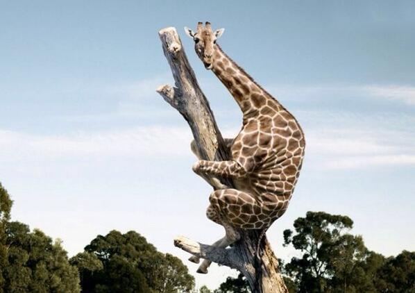 GeorgeGiraffe4's tweet photo. I be like this when them lions come by they don't mess around, they done kilt my nigga JJ cuz his neck was too long. http://t.co/d9KBFAS6tD