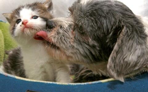 antena3com's tweet photo. Un perro da cobijo a un gatito abandonado http://t.co/EjGLwf8qsn http://t.co/zzaTWPPMzU