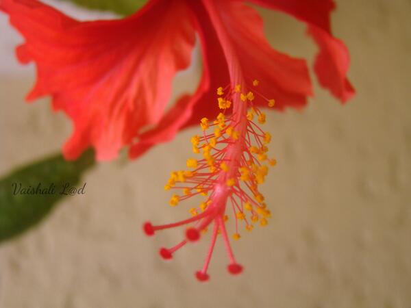 vaishaliyl's tweet photo. my clickography.. http://t.co/YAzxJhfAsp