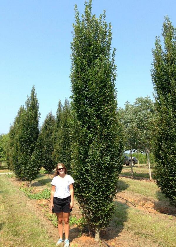Hunter_Trees's tweet image. Fastigiate European Hornbeam: Great for deciduous, formal hedges.  Tough tree for urban spaces.  On sale! #cooltree
