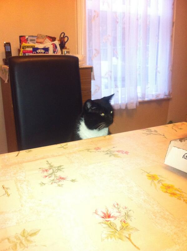 RobertFJackson's tweet image. My Grandparents cat holding court.