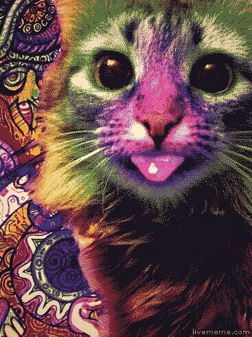 TenagersTeam's tweet image. space cat :)