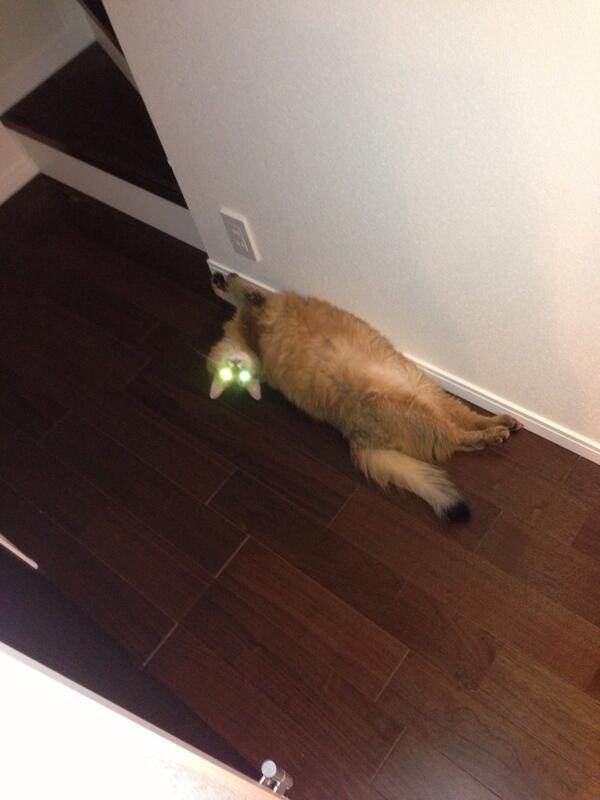 久しぶりの今日の猫さん。
キュピーン！！