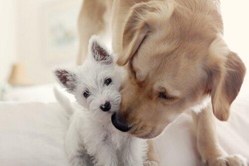 unique_pet's tweet photo. Tema de hoje no Blog da @unique_pet : Castração, acesse: http://t.co/ZboIEt2Sph http://t.co/Bw8d0NJqqy