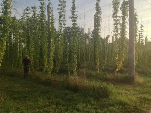 selphicks's tweet image. Hops