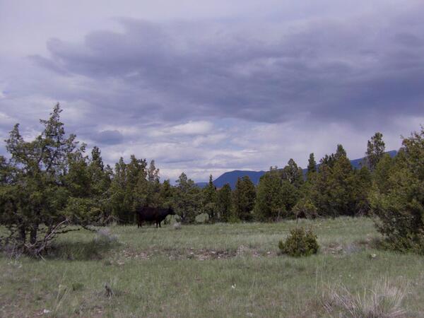 RMEF's tweet photo. Where's the critter? Not the black one--the other one. (PHOTO via @RMEF) conversation here: https://t.co/nSumAzbxZk http://t.co/vA3TnYWNwJ