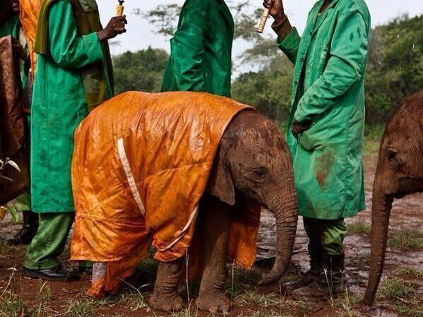 RyanAbe's tweet photo. If you're feeling down tonight, here's a picture of a baby elephant wearing a raincoat to make you smile http://t.co/9WbzuW1Tnm