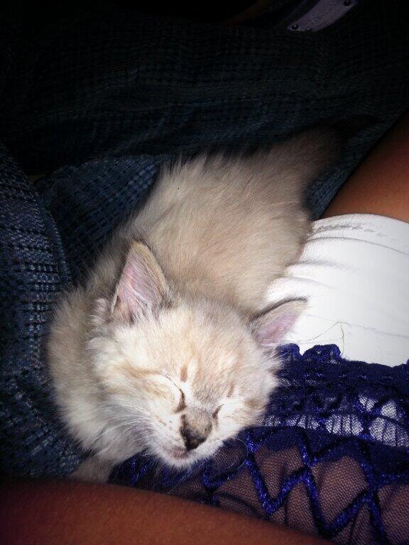 sun_dance_cass's tweet image. #tweetyourview #kitten #sofuckingcute