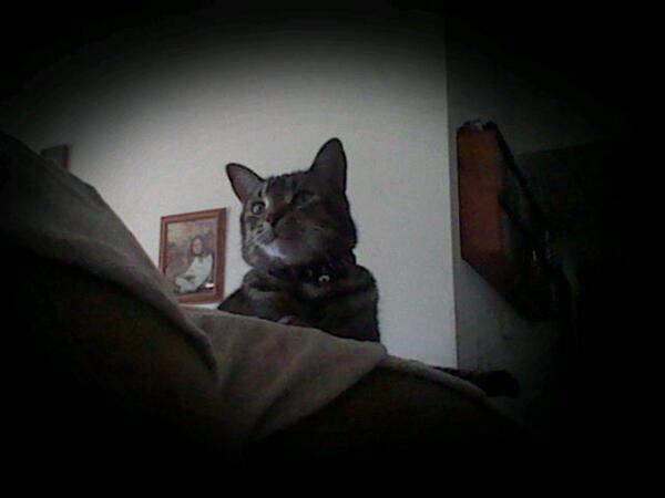 my cat
HES SO CUTE!!!!!!