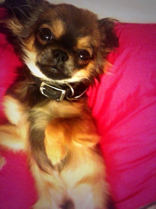 @MikaelaPBTV We're going to have a little mascot in our afternoon show tomorrow ;) excited?! Xxx http://t<a class="tags" target="_blank" title="On Twitter" href="/?out=eyJ0eXAiOiJKV1QiLCJhbGciOiJIUzUxMiJ9.eyJpYXQiOjE3MjM5NDAwNjMsImlzcyI6InR3cG9ybnN0YXJzLmNvbSIsIm5iZiI6MTcyMzk0MDA2MywiZXhwIjoxNzU1NDc2MDYzLCJyZWRpcmVjdF91cmwiOiJodHRwczovL3R3aXR0ZXIuY29tL01pa2FlbGFQQlRWIn0.bELk_Sph38Ukd8q5zW2EIJDnQN002o1Coy9ChgkSSzaAGh1zeVRR3RRa0zwk_lagtus1UZ_spjhEvfzL5KYc5w">@MikaelaPBTV</a><a href="/tag/mylittlefamily"class="tags"><span>#mylittlefamily</span></a>