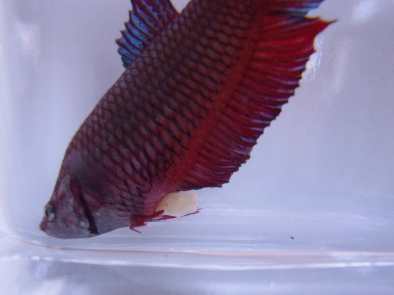 シュモ 肛門から出てるから糞だと思うけど何で白いんだ 食卵したの ベタ Http T Co Yo3fbznnce Twitter