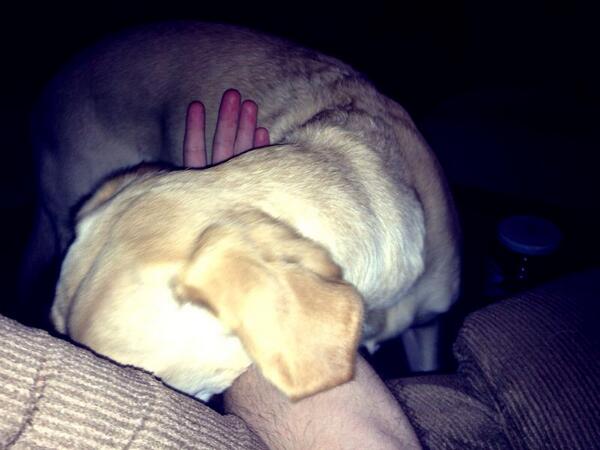 HaileyDogMPLS's tweet photo. Me executing the 'classic arm hook' (a move that is aimed at rendering a human's arm useless except to scratch you) http://t.co/t1GYgkDdbD