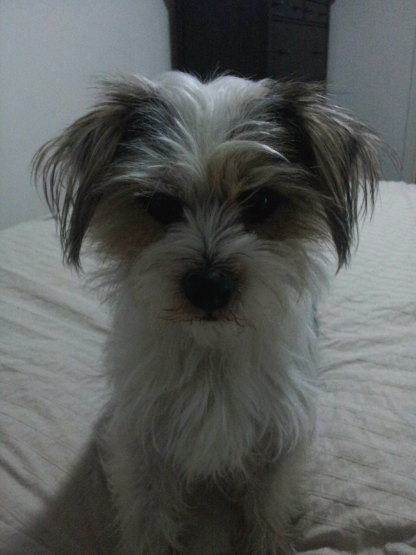 KateLDunstan's tweet photo. Dont mind looking after this gorgeous thing #puppy #adorable http://t.co/7uIwTVOPoZ