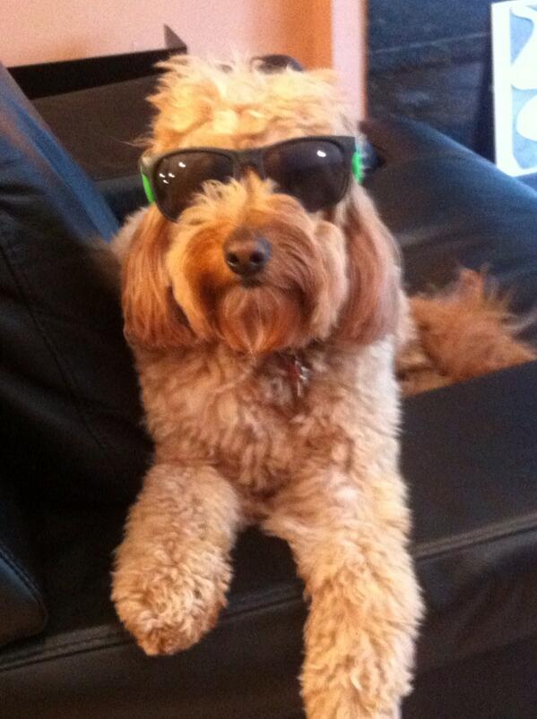 MrsKOTM's tweet photo. Wishing my little #Lucky a very #HappyBirthday with @KeeneOnMarket #goldendoodle #mansbestfriend http://t.co/VD1vt9tCPe