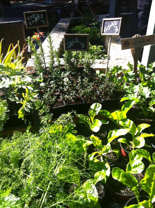 City Farm Cafe is now selling seedlings grown on site by the nursery. Come grab some healthy seedlings for the garden