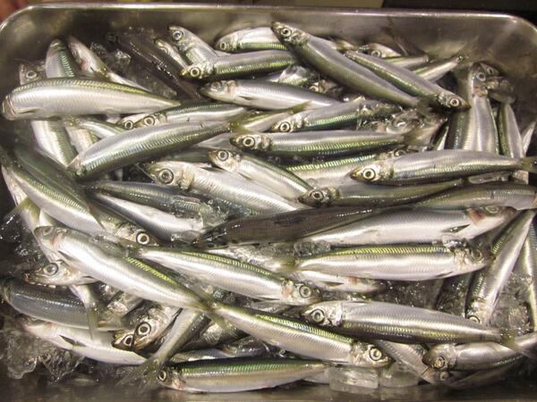 日本一の鯵 大和市の宅配寿司とびうお Tobiuosushi Twitter