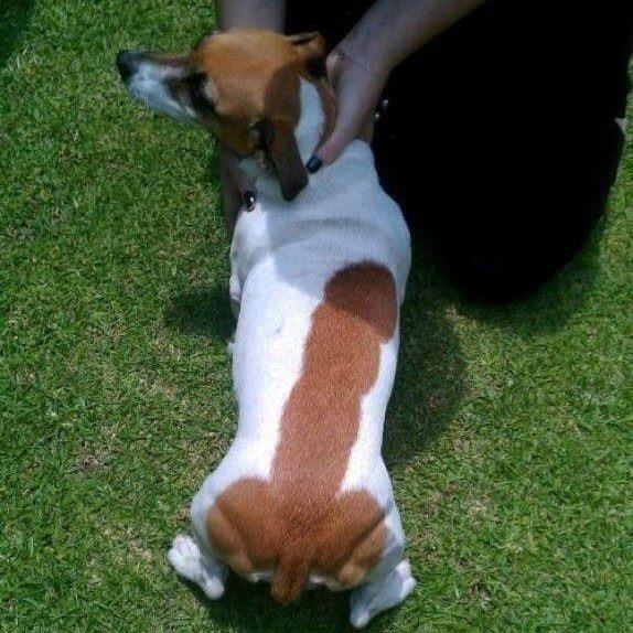 HarpodeMarx's tweet photo. El perro de mi vecino es la polla http://t.co/Q7SiG0V347