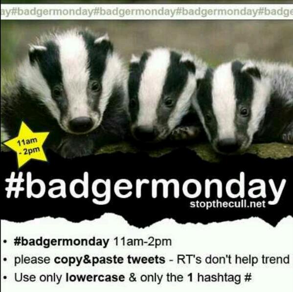 Muffy_Moos's tweet photo. #badgermonday STOP the badger cull!
http://t.co/TM6yk84Pi8 pls sign,then 'quote' or cut 'n'paste to your own tweet http://t.co/c1O6RhaWse