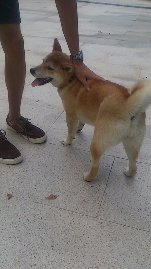 tadaima22's tweet image. 万福寺のうめちゃん♡