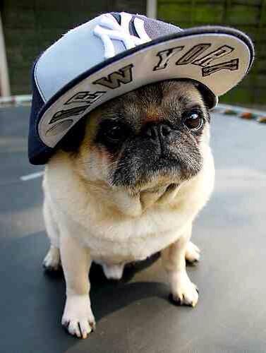 @hoileyhoiley I want a pug sooo bad!!! If you get one before me I will steal it! #pugstinbieber
