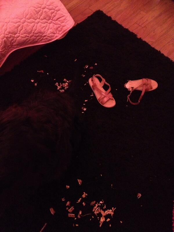 MissCGPrincess's tweet image. Feeling the love from my dog this morning 😭😭😭😭😭