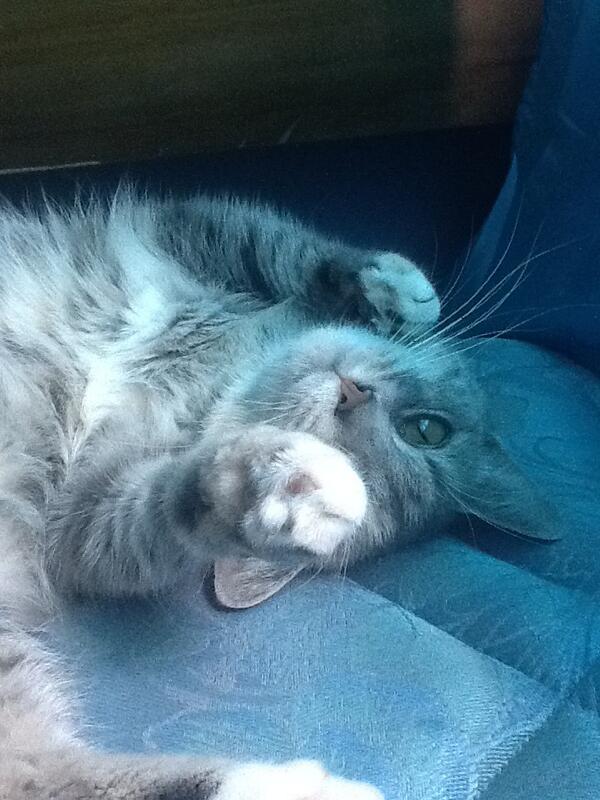 LeftHopeless's tweet photo. I never ever understood what it meant when I cat lays like this...l http://t.co/akn6IIx9qC