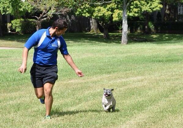 riveroaksdogs's tweet photo. Brisk walks or jogs keep your dog feeling young and extends their lives. #riveroaksdogs http://t.co/BUgp9iLLTI