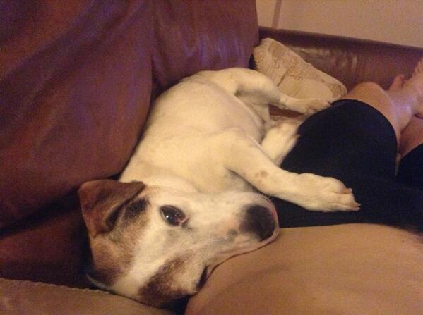botters_jotters's tweet photo. Me and cooper on the old chillsman #chillsman #chillshound http://t.co/9QZBZUYNkd