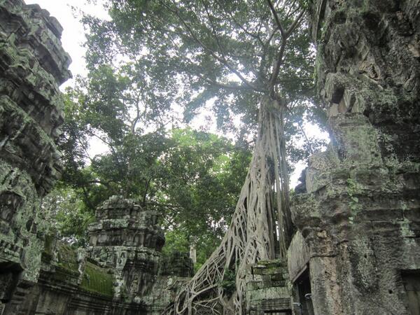 Ta Prohm - aka TombRaidertemple. Amazing.