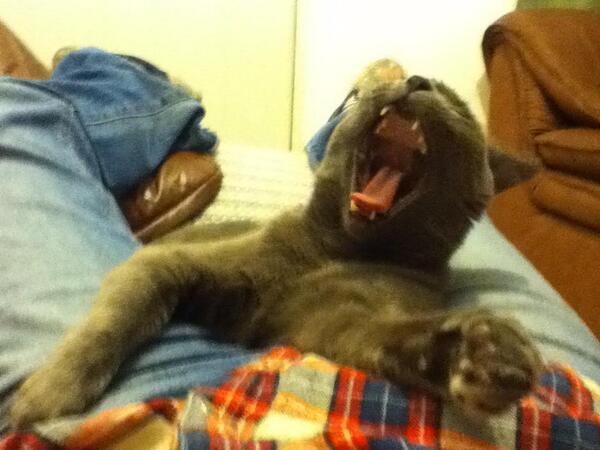 Today's cat picture : "Respect your stuff, human? HA HA HA HA HA!" (via <a href="/claudiakurtz/">Cato</a>)