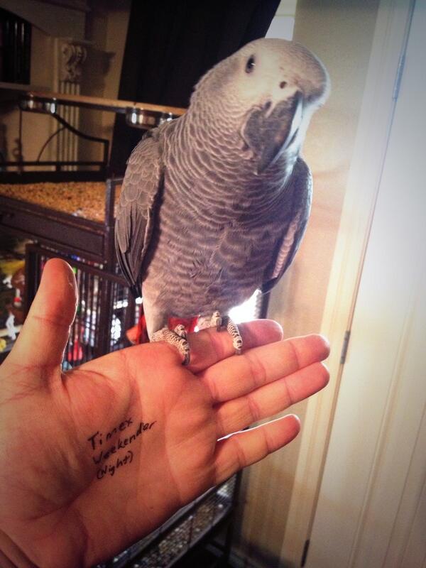 jarrettfranklin's tweet photo. @Huckberry snapped a pic while taking care of the African Grey. http://t.co/CD5Yc2AITc