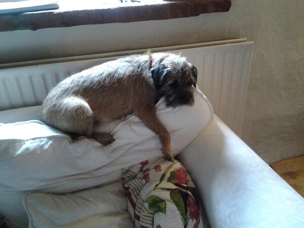 askyshell's tweet image. Ted relaxing on his kirkland holiday