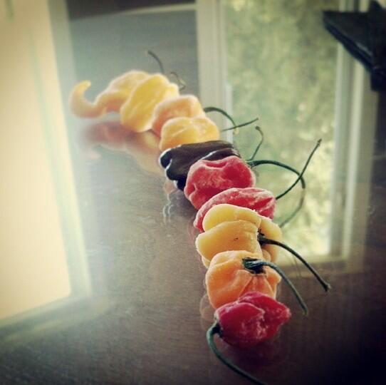 LolTun1's tweet photo. Hottest peppers in the world, including the rare Chocolate Habanero. http://t.co/jadwHRK74r