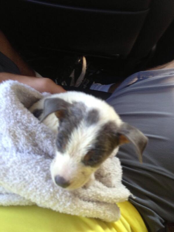 Saved this lil guy today, found him under a car in Walmart parking lot #hopehemakesit