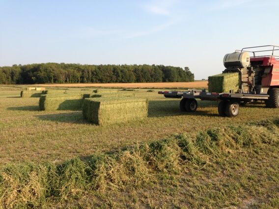 JonWilken's tweet image. #3cut just a bit damp yet. 22-25%,give it another day. Great looking stuff!! #rocketfuel