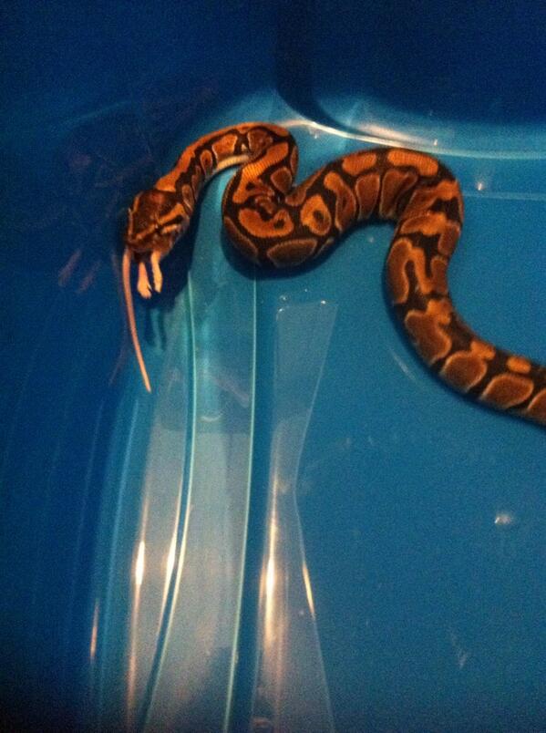 mwebb13's tweet image. Meet Franklin 🐍@danielcward93 #petpython