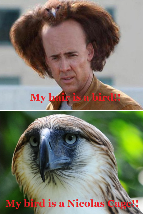 MrsMarilynloVe's tweet photo. Just funny nonsense. #famousbird http://t.co/QHocYFaoxJ