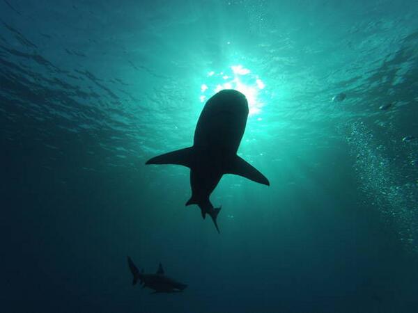 GoProPhotos's tweet photo. Mundo animal: http://t.co/aPJj3U8hyB